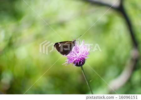 Noosami and a butterfly 16096151