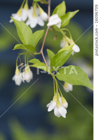 安息香花　 16096709