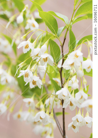 安息香花　 16096711