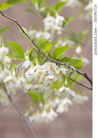 Styrax flower Styrax flower 16096714