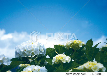 Hydrangea and blue sky Hydrangea and blue sky 16098019