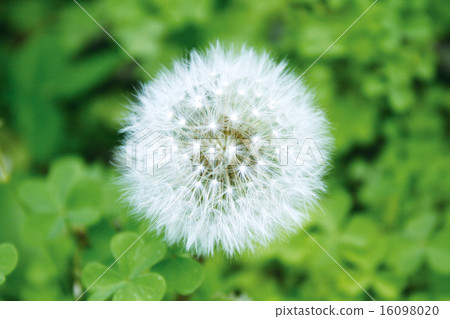 Dandelion and clover 16098020