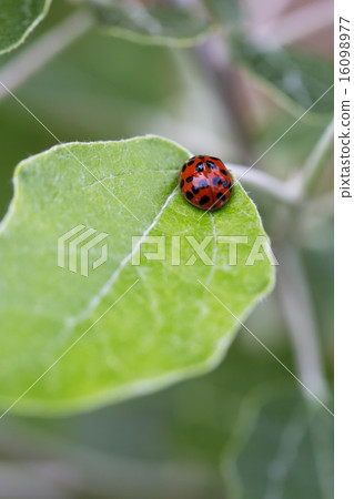 Ladybird stopping on leaves Ladybird stopping on leaves 16098977