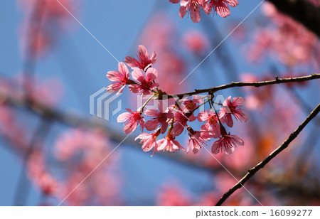 Pink cherry blossom 16099277