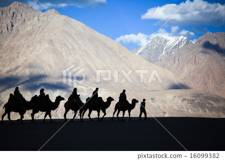 Silhouetted camel Silhouetted camel 16099382