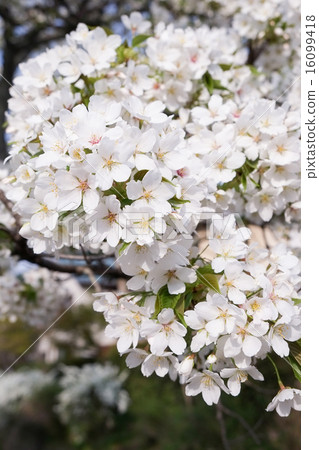 Sakura Cherry Blossom 16099418