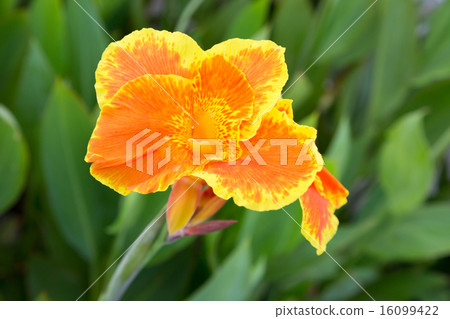 Beautiful orange canna lily 16099422