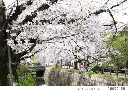 Sakura cherry blossom 16099466