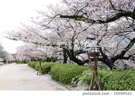Sakura cherry blossom Sakura cherry blossom 16099583