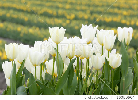 Tulip Flowers Tulip Flowers 16099604