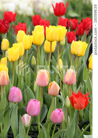 Tulip Flowers Tulip Flowers 16099639