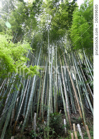 Bamboo forest Bamboo forest 16099680