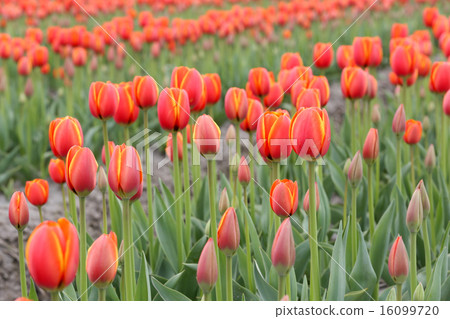 Tulip Flowers Tulip Flowers 16099720