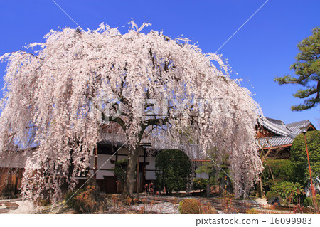 March Kochi Buddhist cherry tree at Honmonji temple in Kyoto 16099983