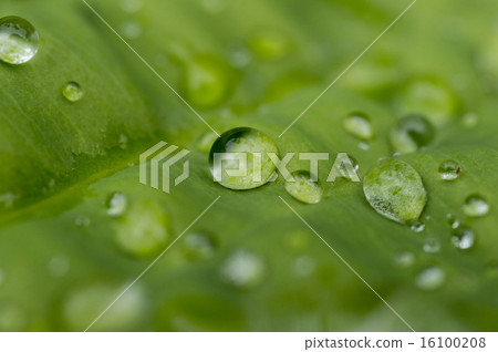 Leaves and water drops Leaves and water drops 16100208