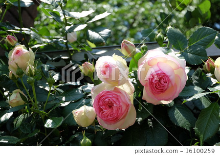 Roses of Aramaki rose park 16100259