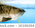 Asia Arowana 16100264