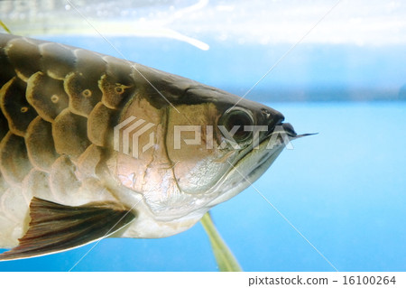 Asia Arowana 16100264