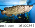 Asia Arowana 16100265