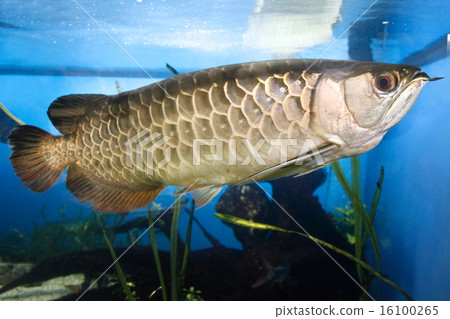 Asia Arowana Asia Arowana 16100265