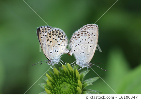 It seems to be right after the copulation of Yamato 16100347