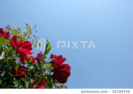 Roses of Aramaki rose park 16100348