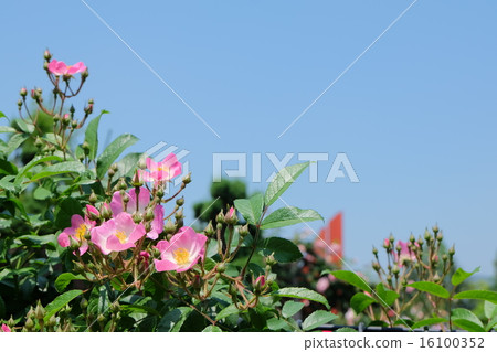 Roses of Aramaki rose park 16100352