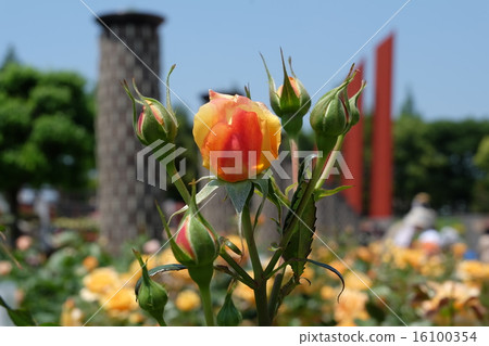 Roses of Aramaki rose park 16100354