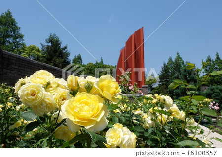 Roses of Aramaki rose park 16100357