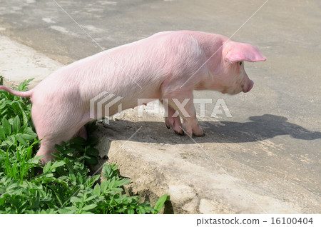 funny pig on the road funny pig on the road 16100404