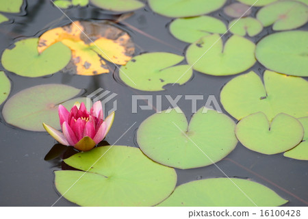 蓮花 蓮花 16100428