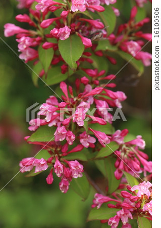 Natural plants Tanubutsugi, Japanese specialties that fill a lot of light-red flowers. It seems that it is native to the Sea of Japan side 16100506