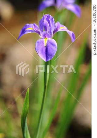Iris · olecrea flower Iris · olecrea flower 16100700