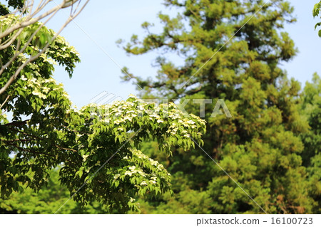 A landscape wishing for a cockatoo A landscape wishing for a cockatoo 16100723