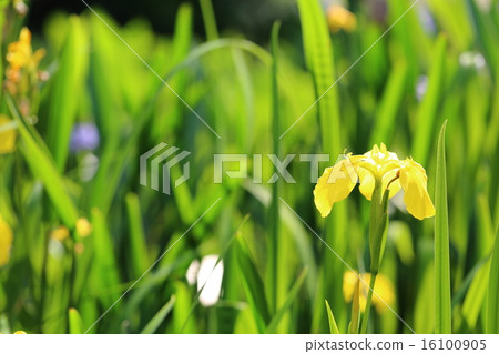 Kishow bouquet 16100905