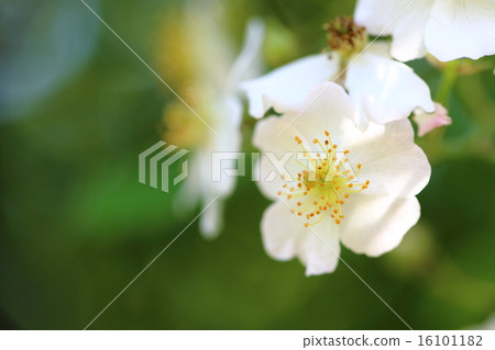 玫瑰野原 16101182