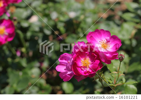 International Herald Tribune / Rose Flower 16101221