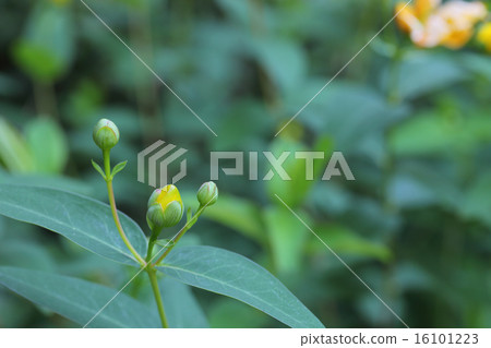 Flower bud of Quincebai 16101223