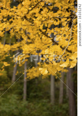 Ginkgo in fallen leaves Ginkgo in fallen leaves 16101242