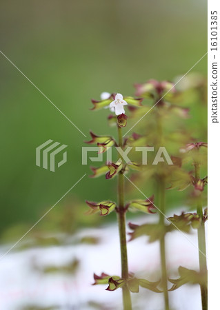 Harnotamusaura 16101385