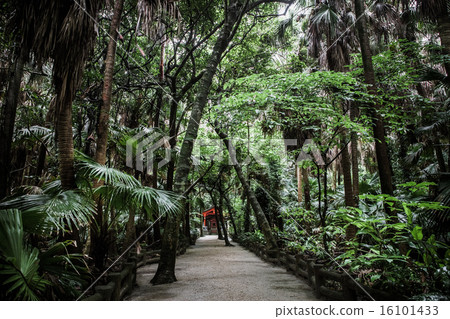 青島神社 16101433