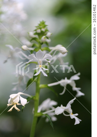 Tsuran flower 16101462