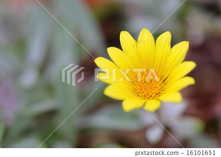 Ornaments Medal Chrysanthemum flowers 16101651