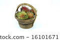 rambutan 16101671