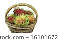 rambutan 16101672