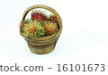 rambutan 16101673