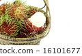rambutan 16101677