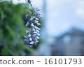 Wilted wisteria 16101793