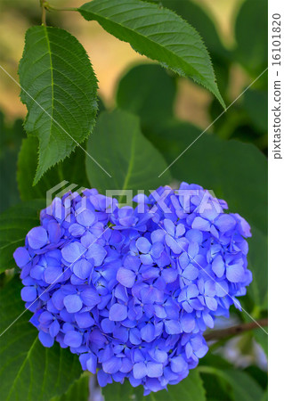 Heart shaped hydrangea Heart shaped hydrangea 16101820