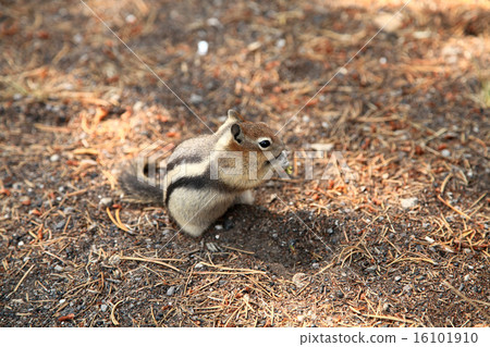 Yellowstone National Park / World Heritage, White Eye Line is pretty Popular person Kiniro Dirisu Yellowstone National Park / World Heritage, White Eye Line is pretty Popular person Kiniro Dirisu 16101910